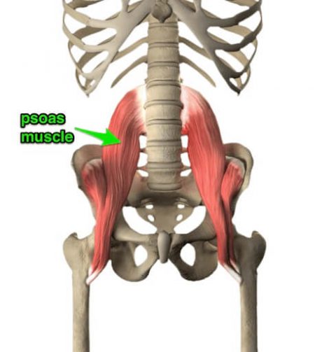 mighty-psoas-fit | TANGOFLEX Official Site